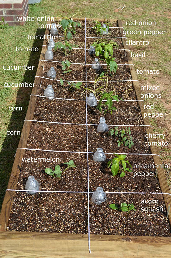 Easy Steps To Square Foot Gardening Success • The Garden Glove