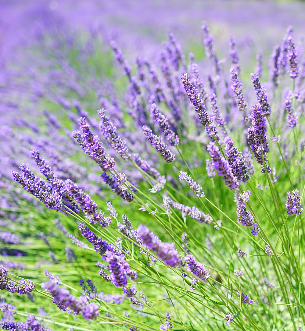 Lavender To How Get Bloom To