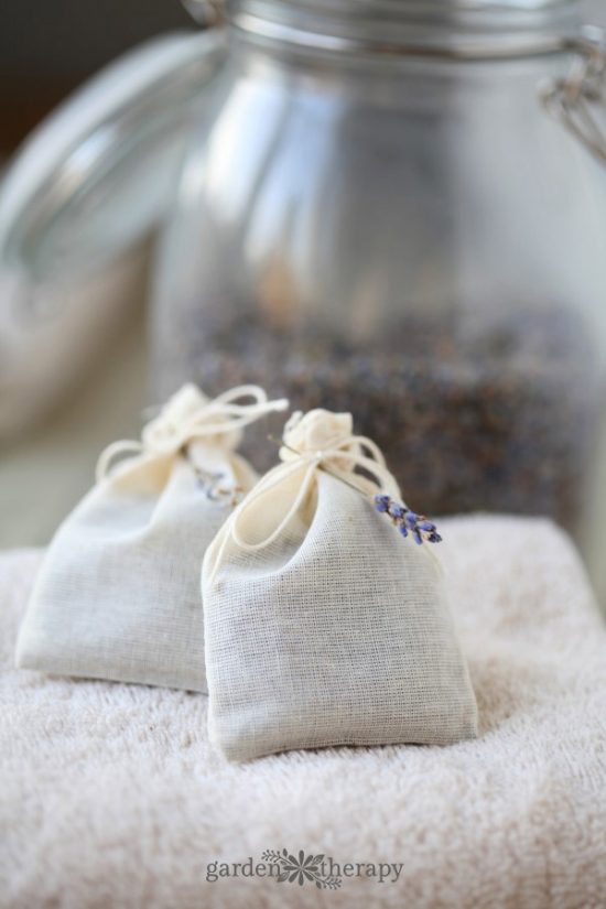 How To Grow Lavender Like the French! • The Garden Glove