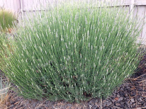 How To Care For Lavender In Winter Indoors  Outdoors