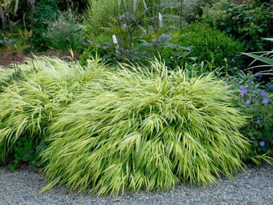 Ornamental Grasses - Update Your Curb Appeal • The Garden Glove