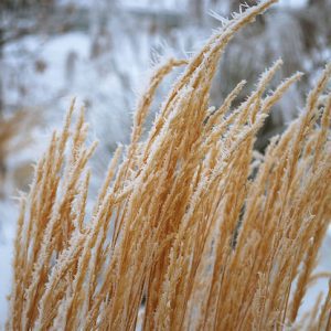 Ornamental Grasses: Update Your Curb Appeal