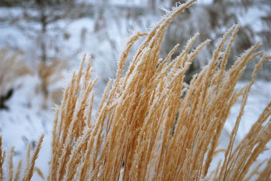 Ornamental Grasses: Update Your Curb Appeal