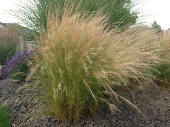 Ornamental Grasses - Update Your Curb Appeal • The Garden Glove