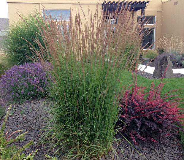 ornamental grasses karl forester