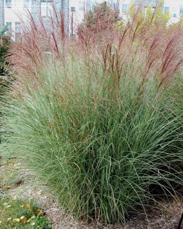 Ornamental Grasses - Update Your Curb Appeal • The Garden Glove