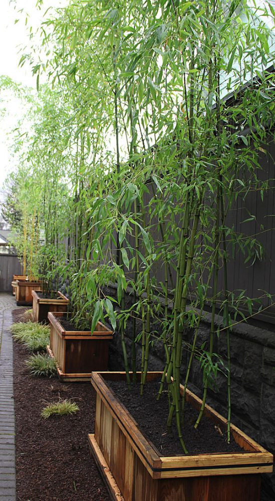 Modernize Your Garden - How to Grow Bamboo • The Garden Glove