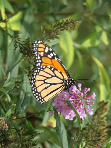 How (and Why) To Grow A Butterfly Bush • The Garden Glove