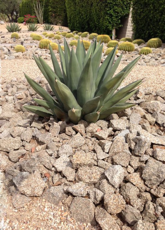 desert landscaping