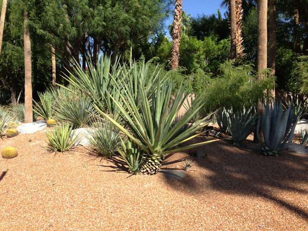 palm springs desert landscaping5