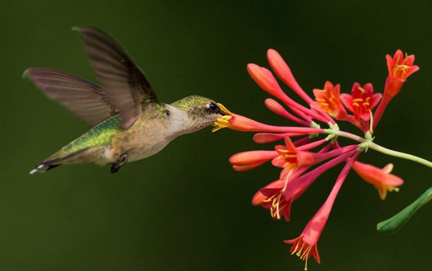 DIY Hummingbird Feeders, Nectar, Plants and Even Swings! • The Garden Glove