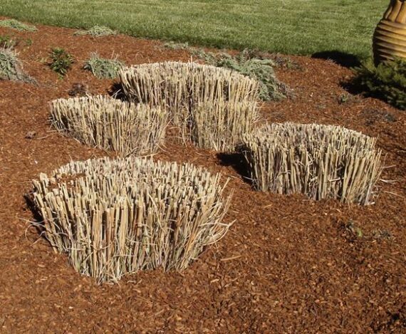 how-to-cut-back-ornamental-grasses-youtube