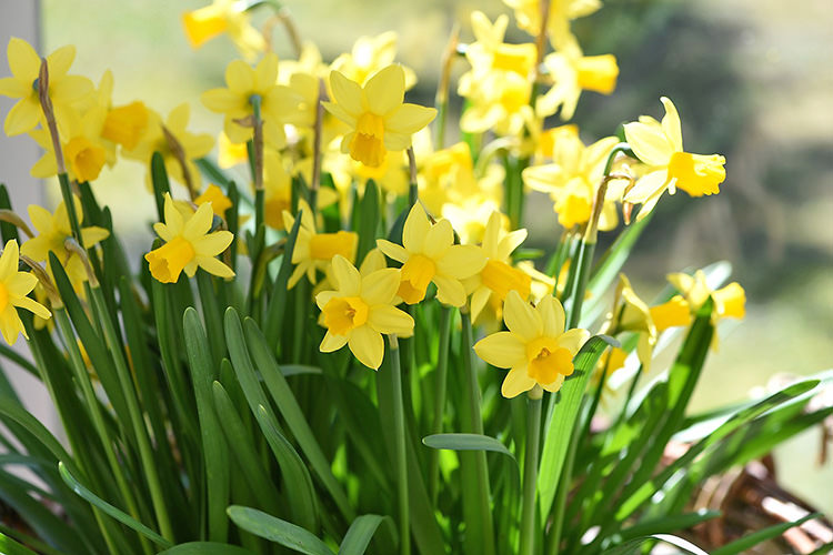 how to plant spring daffodil bulbs