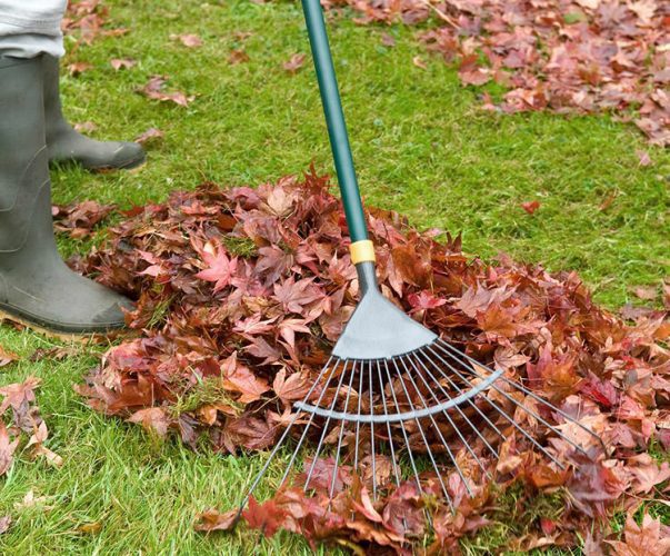 Fall Lawn Care Tricks for a Killer Lawn in Spring! • The Garden Glove