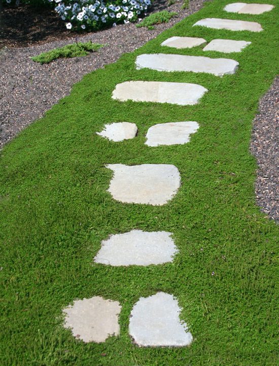 Stepables: Perfect Plants for Paths and Walkways • The Garden Glove