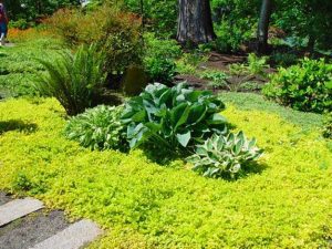 Stepables: Perfect Plants for Paths and Walkways • The Garden Glove