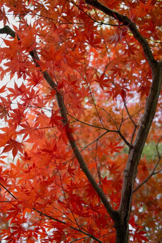 How to Grow Japanese Maples