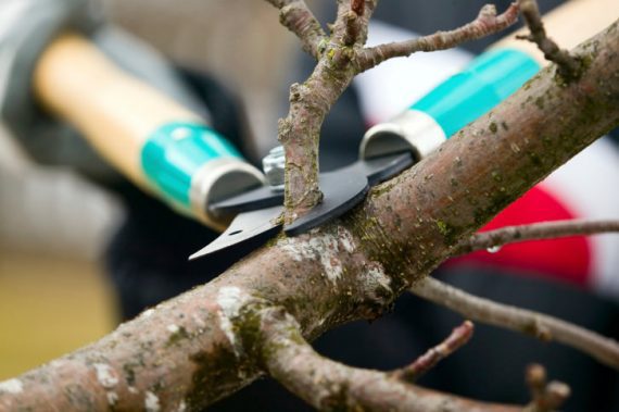 How To Prune Trees • When To Prune Trees The Garden Glove 