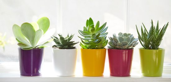 The Best Easy Houseplants Any Brown Thumb Can Grow