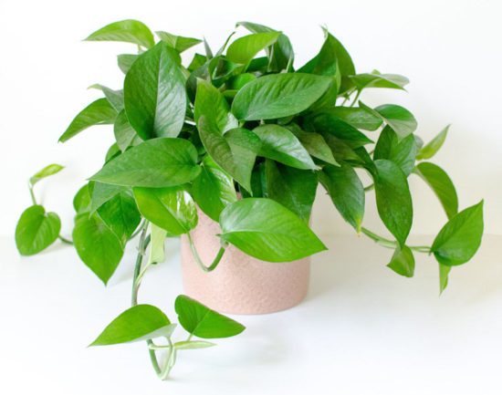 Easy House Plants Anyone Can Grow! • The Garden Glove