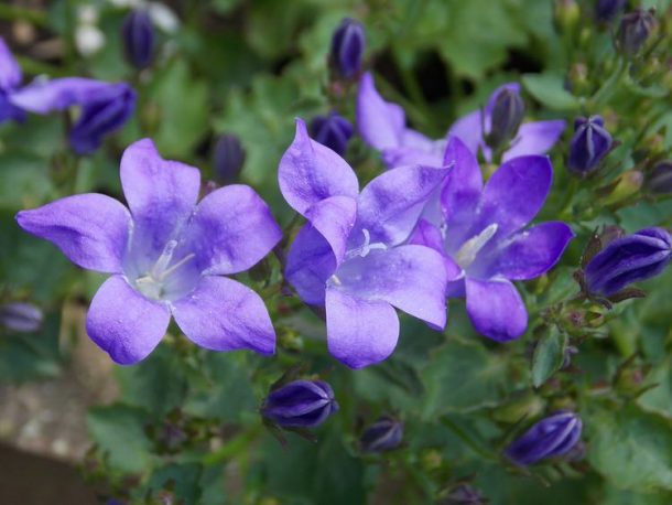 Perennial Flowers for Shade that Bloom all Season Long • The Garden Glove