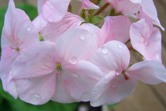 Shade flowers that bloom all summer