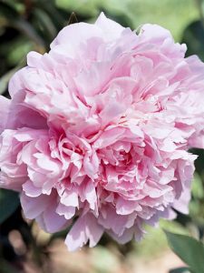 Perfect Peonies • The Garden Glove