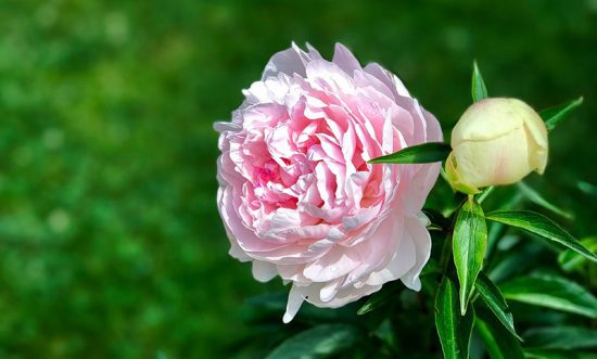 Perfect Peonies