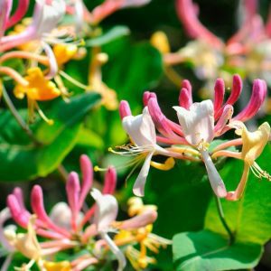 Best Fragrant Flowers for Your Garden