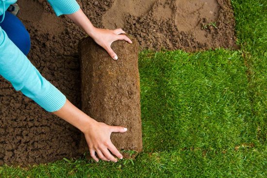 How to Lay Sod in 6 Easy to Follow Steps