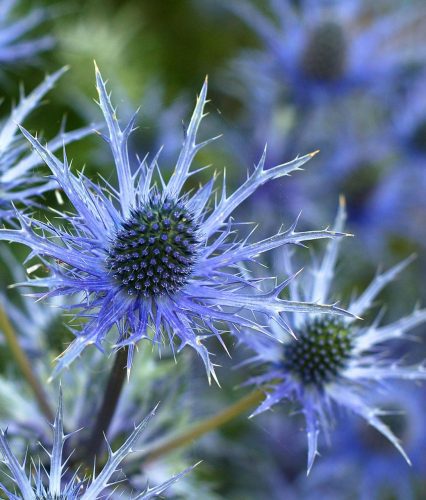 Using Architectural Plants in the Garden • The Garden Glove