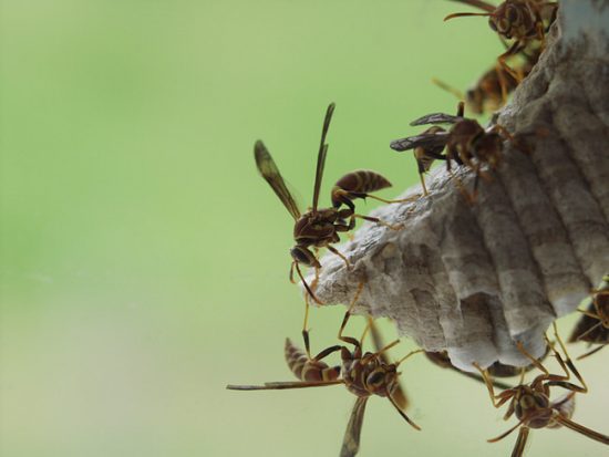 DIY Wasp Traps & Solutions for the Backyard