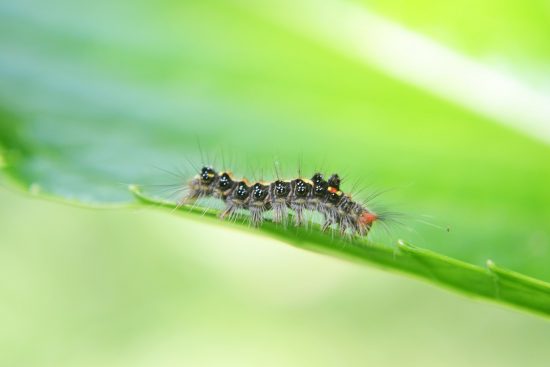 10 Summer Pests (and How to Squash Them!)