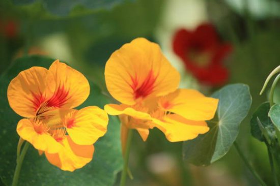 Easy Fix for Fall : Flowers to Wake Up your Garden