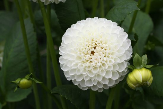 How to Grow Dahlias- White Dahlia