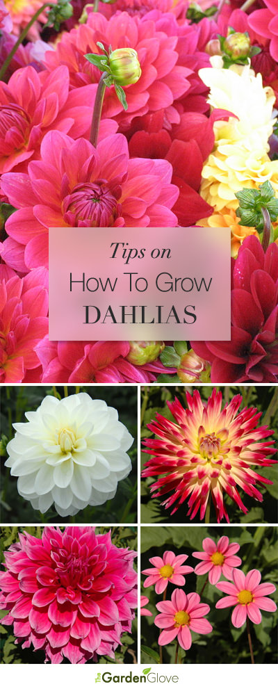 11 Tips For Growing Beautiful Dahlias in Pots or Containers