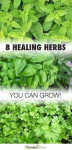 8 Healing Herbs to Grow in Your Garden • The Garden Glove