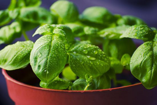 8 Healing Herbs to Grow in Your Garden