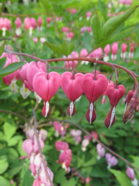 Early Spring Flowers!