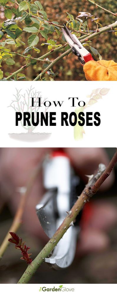 How to Prune Roses, and When! • The Garden Glove