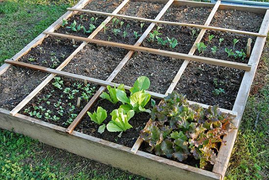 Easy Steps To Square Foot Gardening Success