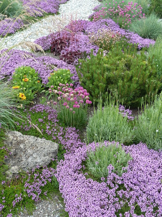 thyme ground cover shade