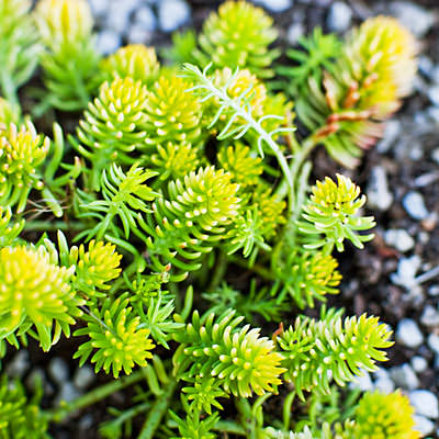 sedum-rupestre-0610-l