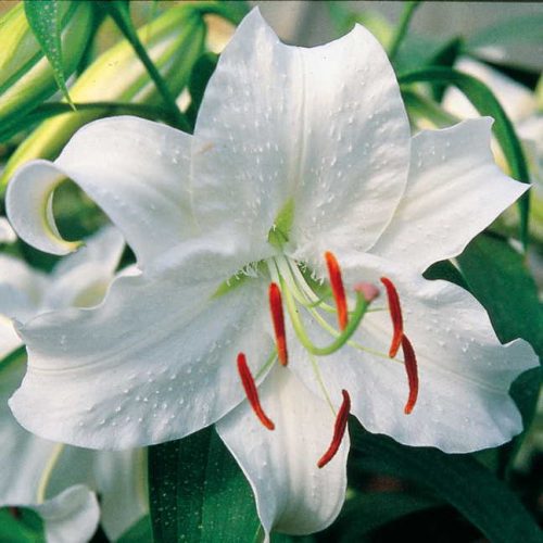 Lily Love : How to Grow Lilies • The Garden Glove