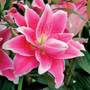 How to Grow Lilies