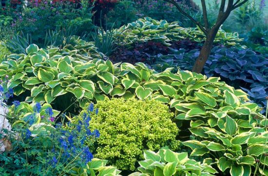 Showy Shade Gardens