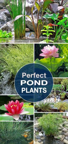 perfect-pond-plants-the-garden-glove