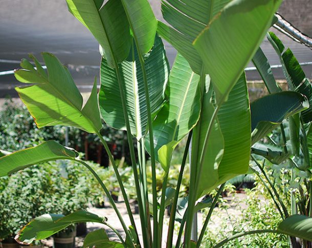 Desert Gardening - Our Trip to a Desert Nursery • The Garden Glove