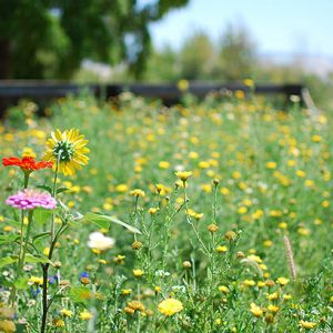 How to Grow a Wildflower Garden