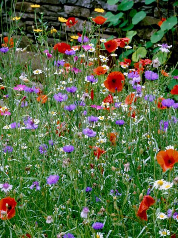 How to Grow a Wildflower Garden • The Garden Glove